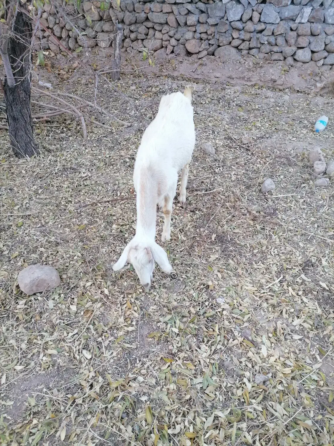 فروش یا معاوزه بز دورگ سانن|حیوانات مزرعه|تفت, |دیوار