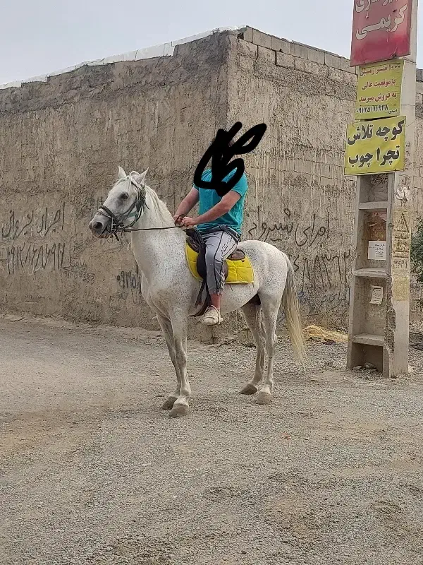 اسب ترکی درجه ۱ سر و دمگیر زیر قیمت|اسب و تجهیزات اسب‌سواری|چهاردانگه (تهران), |دیوار