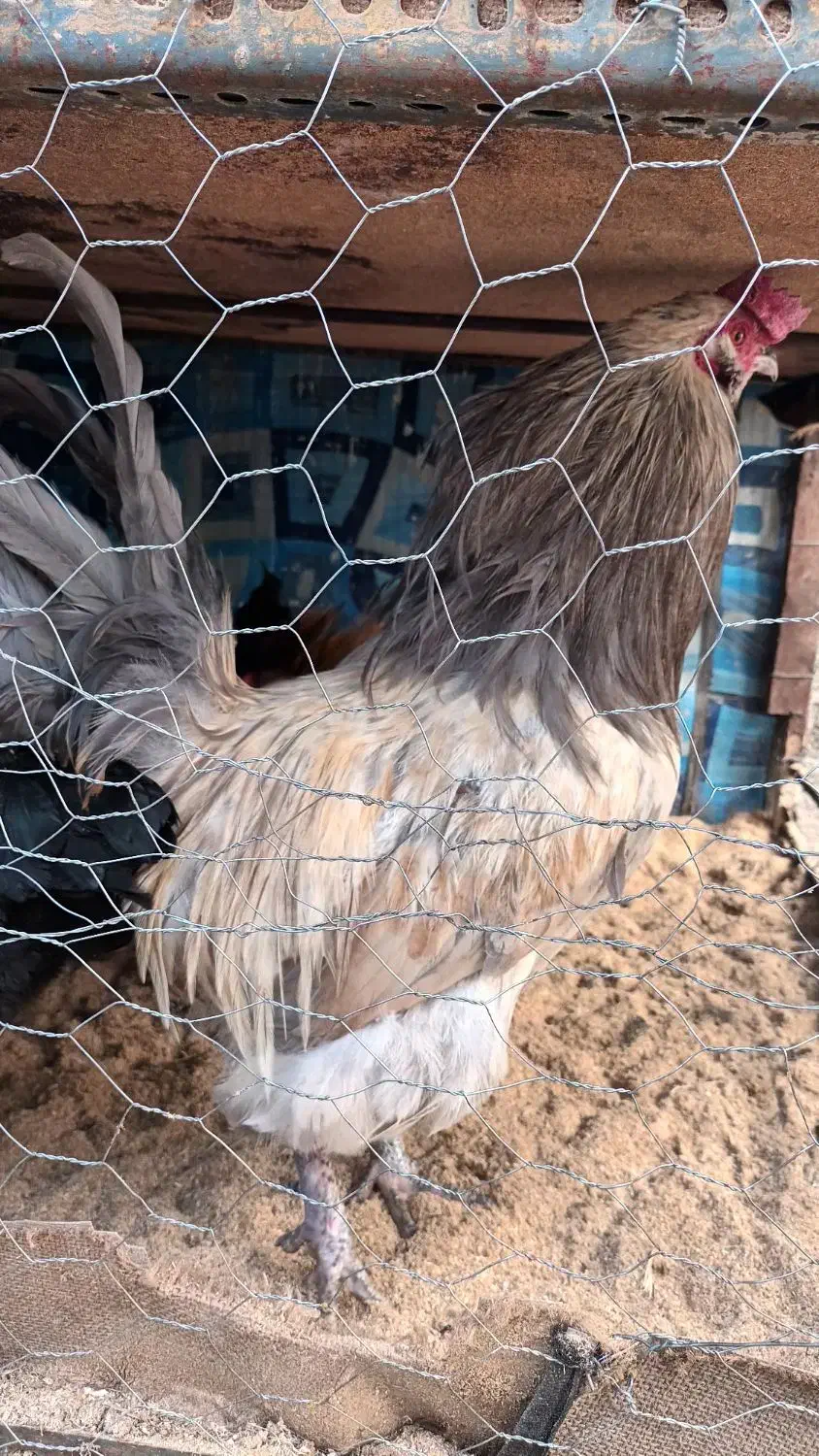 خروس آمریکایی|حیوانات مزرعه|مشهد, محمدآباد|دیوار