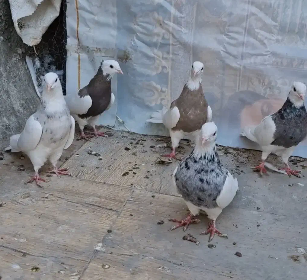 طوقی فروشی|پرنده|بافق, |دیوار