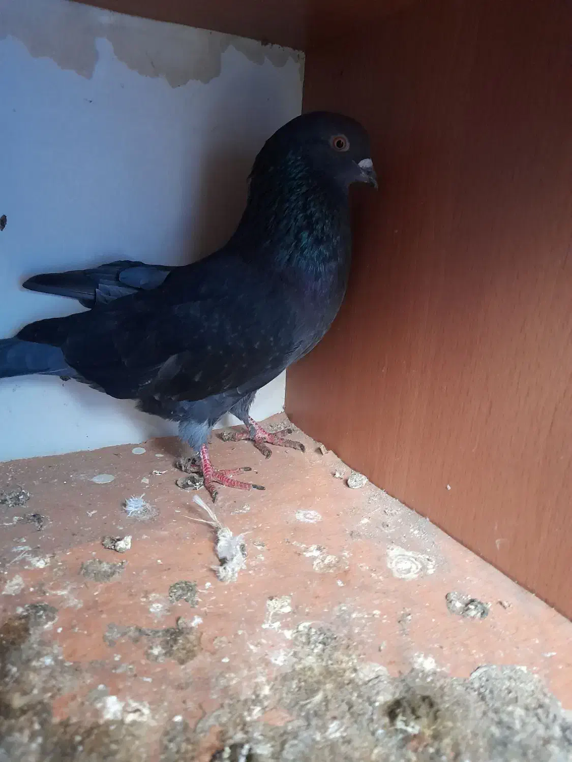 کفتر (کبوتر) ۲عدد|پرنده|شفت, |دیوار