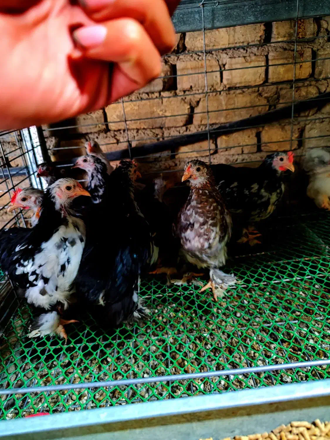 نیمچه کوشین خالدار و برهما غولپیکر رنگهای مختلف|حیوانات مزرعه|اصفهان, بوستان ناژوان|دیوار