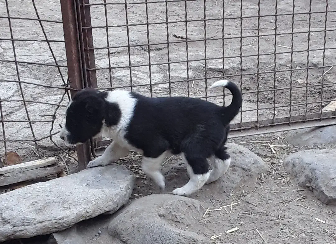 واگذاری|سگ|سراب, |دیوار