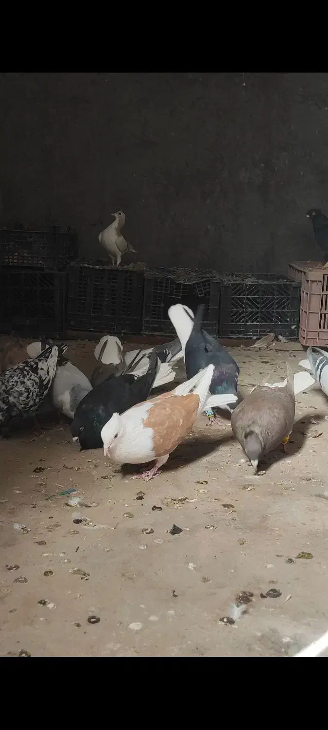 پشت زرد ماده|پرنده|تاکستان, |دیوار