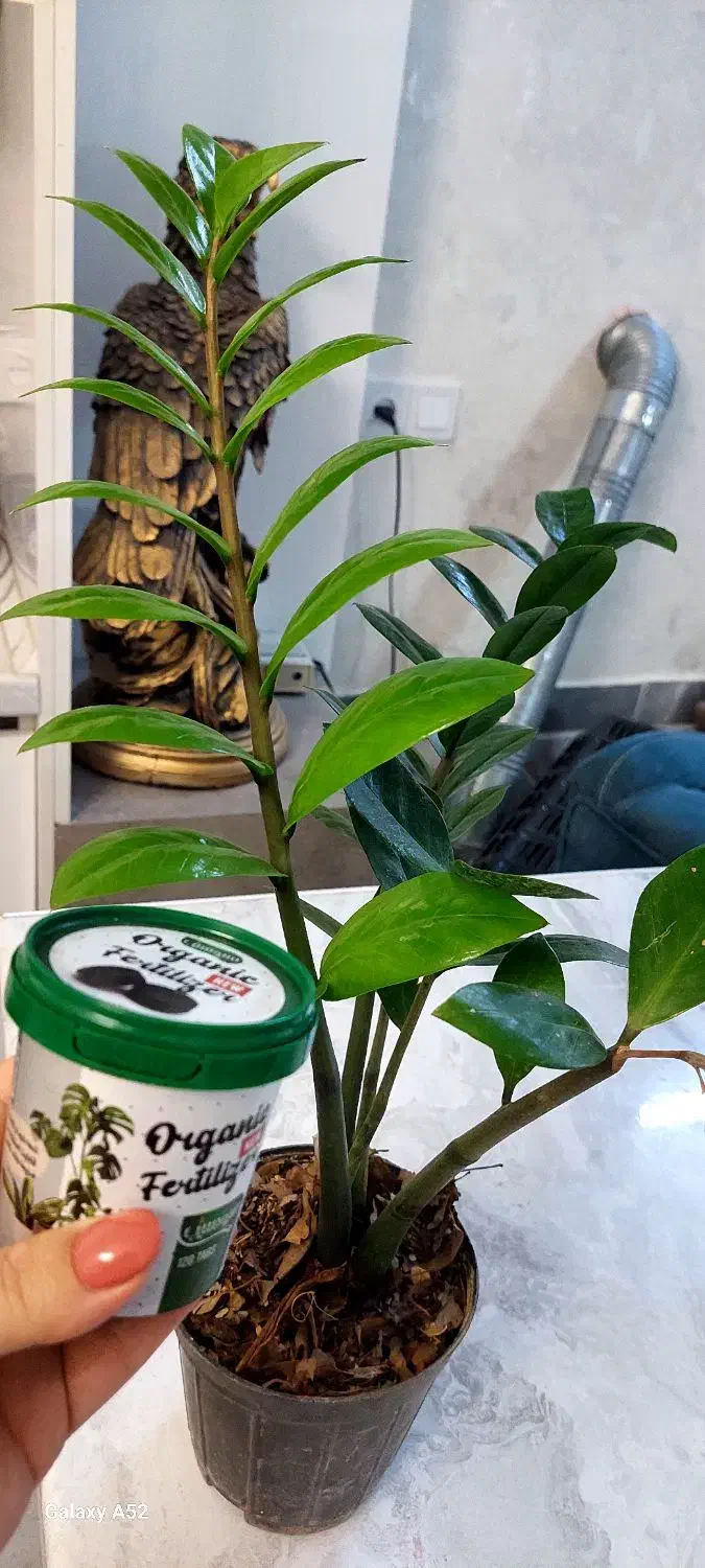 قرص کود ۱۲۰ عددی|گل و گیاه طبیعی|سبزوار, میدان بار|دیوار