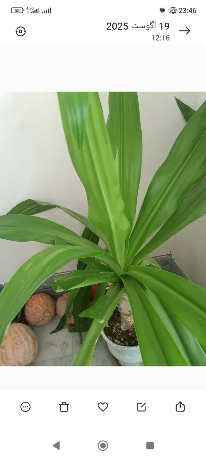 گل های ذرتی بزرگ|گل و گیاه طبیعی|شیراز, شهرک والفجر|دیوار