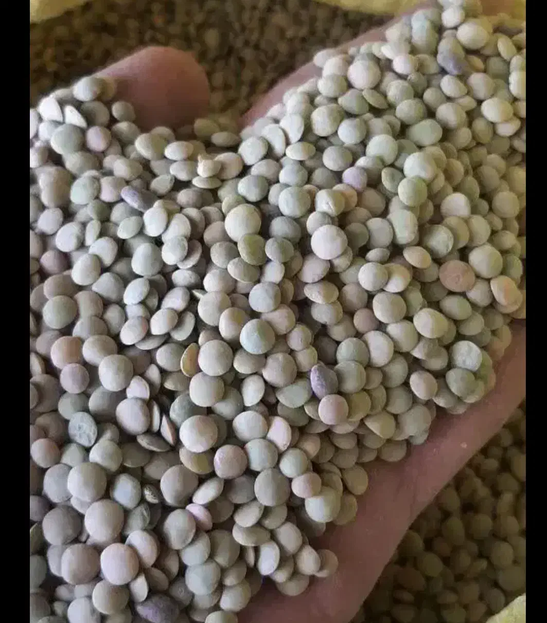 عدس محلی میشخاص|خوردنی و آشامیدنی|سیوان, |دیوار