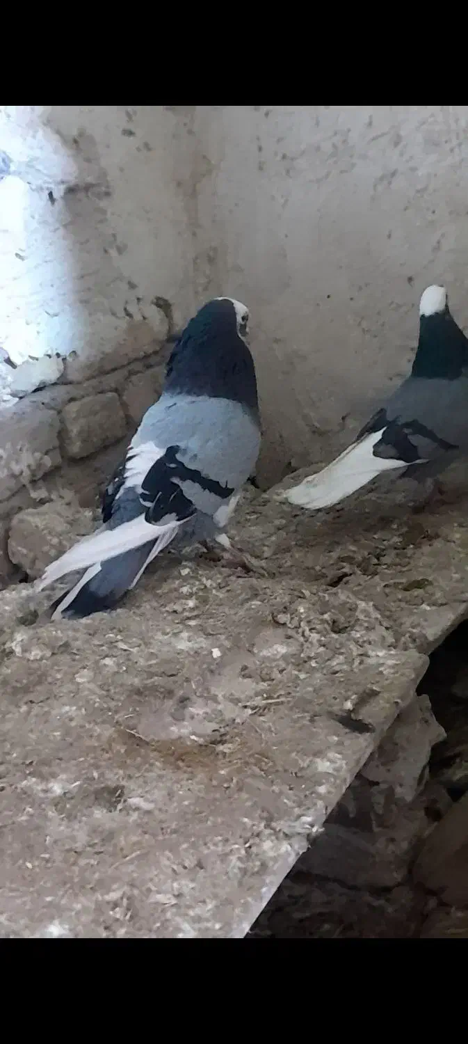 کبوترشازده|پرنده|میاندوآب, |دیوار