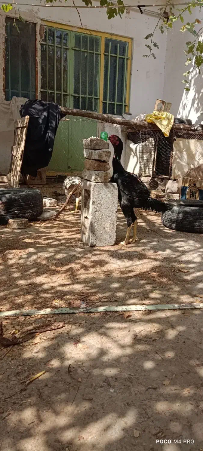 7 تا خروس لاری معاوضه|حیوانات مزرعه|تربت جام, شاهد|دیوار