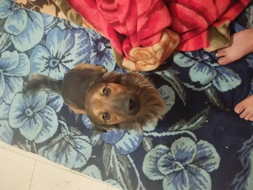 گمشده|حیوانات|ملارد, |دیوار