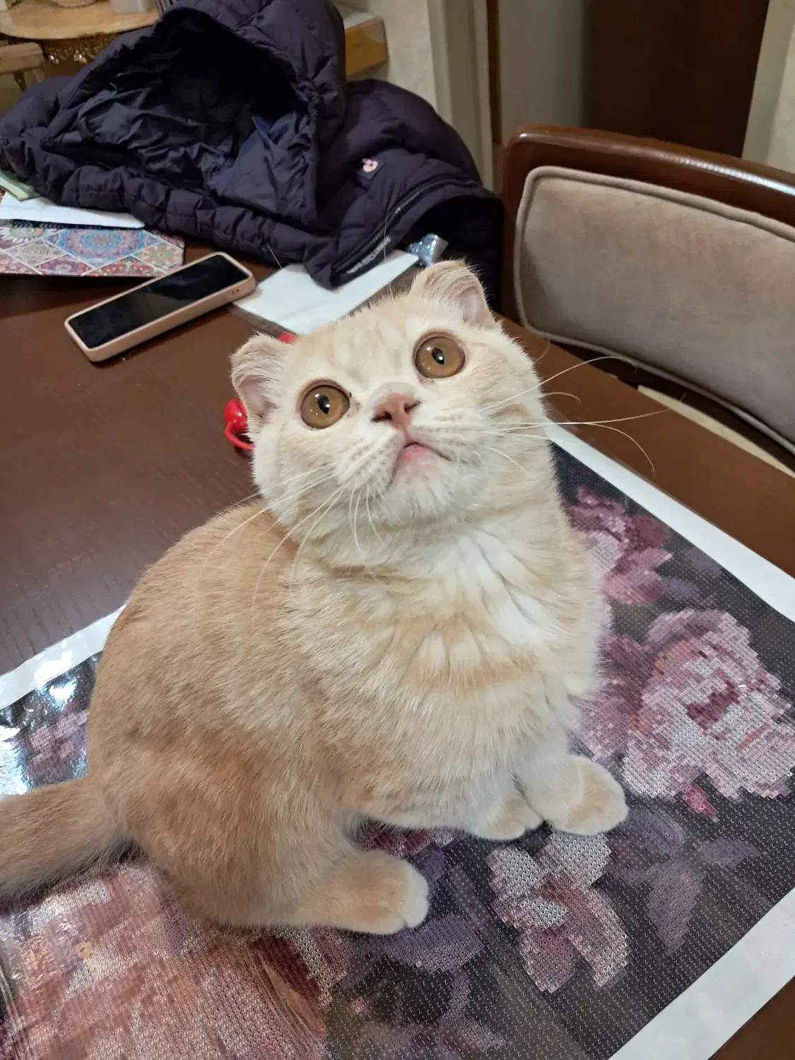 گربه اسکاتیش|گربه|ارومیه, |دیوار