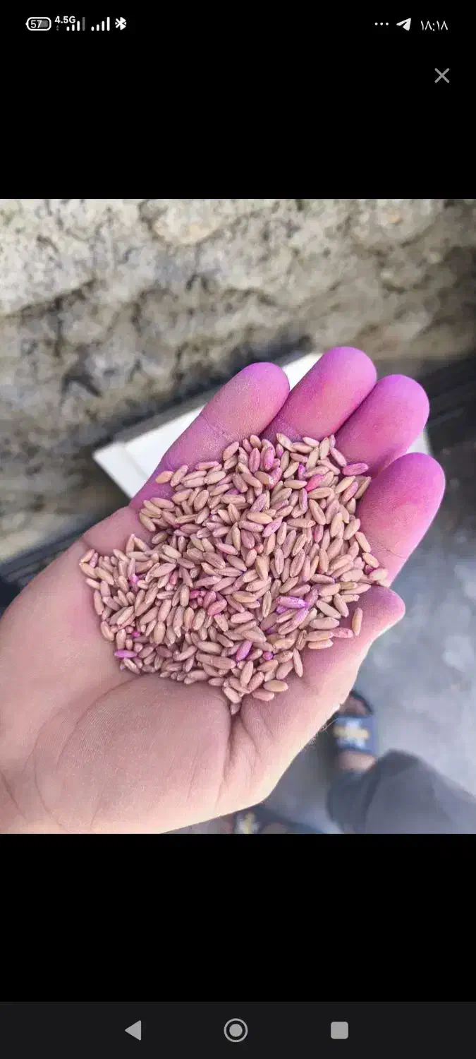 گندم  بذری|عمده‌فروشی|نورآباد, |دیوار