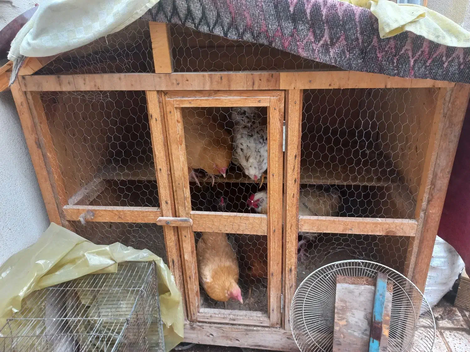 مرغ وخروس|حیوانات مزرعه|کرج, حسین‌آباد|دیوار