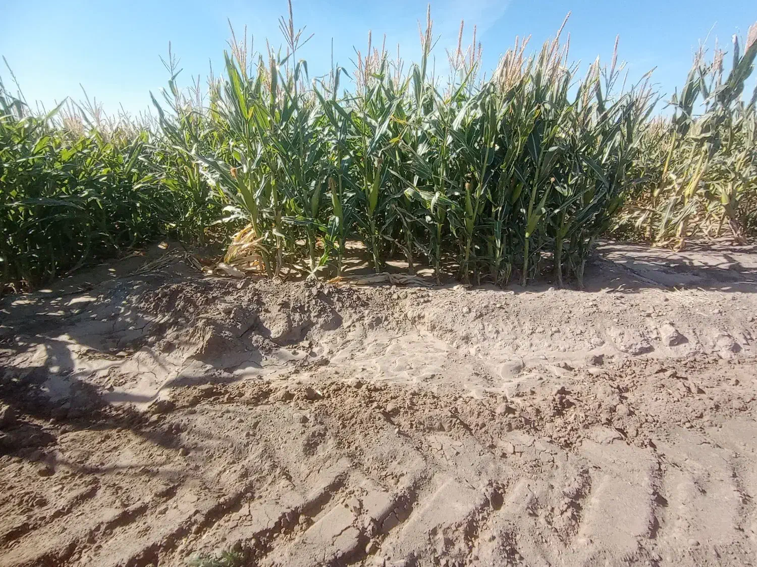 ذرت علوفه ای فروشی|حیوانات مزرعه|باشتین, |دیوار