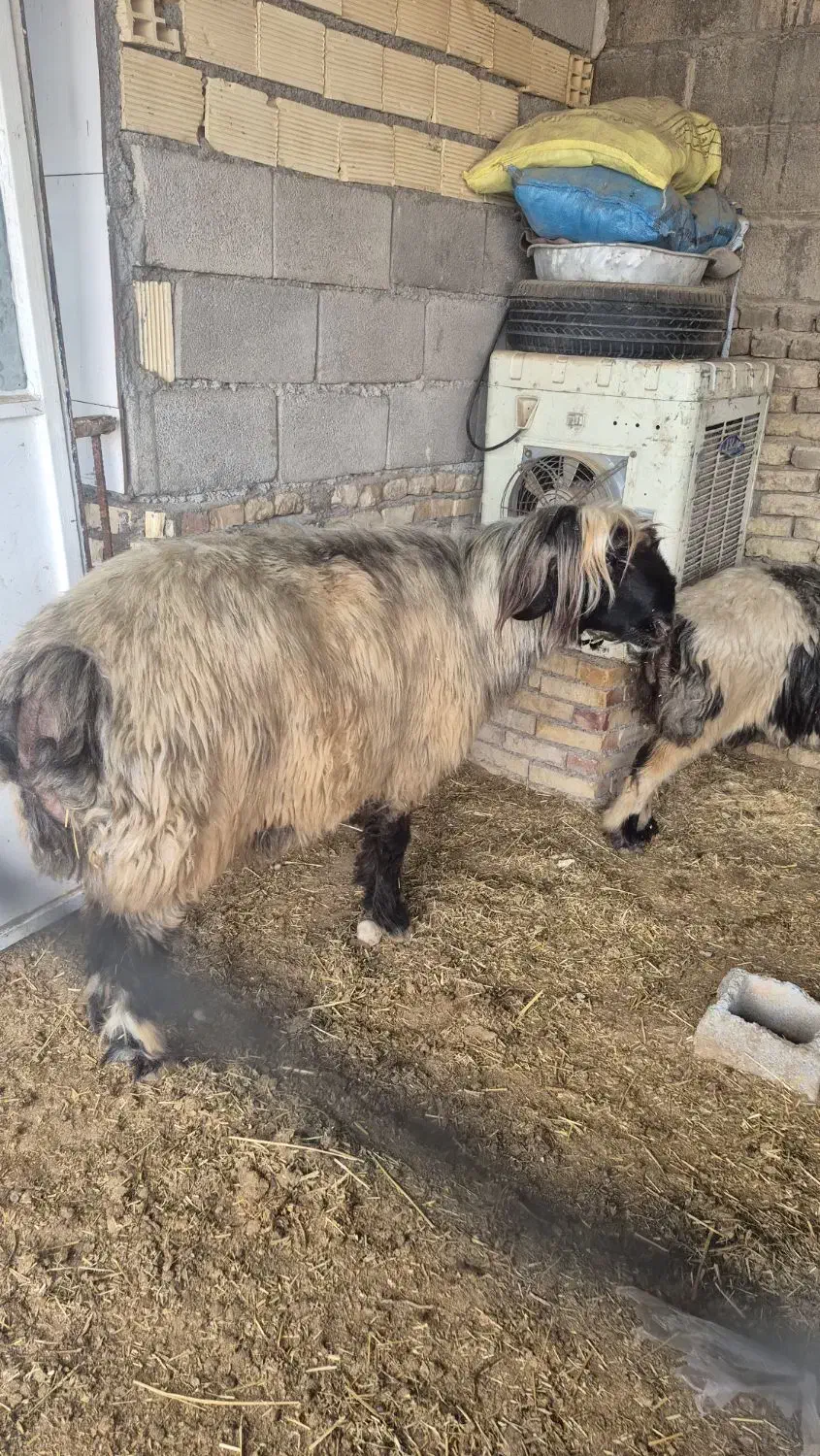 نرمیش|حیوانات مزرعه|شوشتر, |دیوار