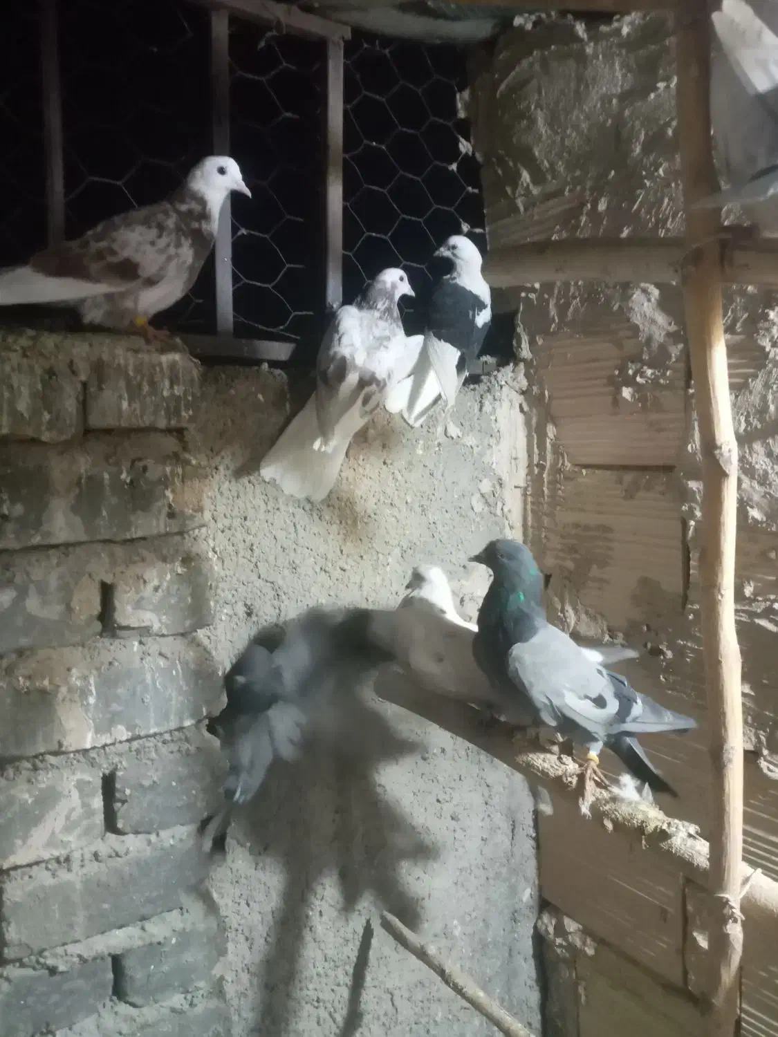 ۲۶کفترغریب گیری برای جلد کردن چند جوجه خوب|پرنده|جوادآباد, |دیوار