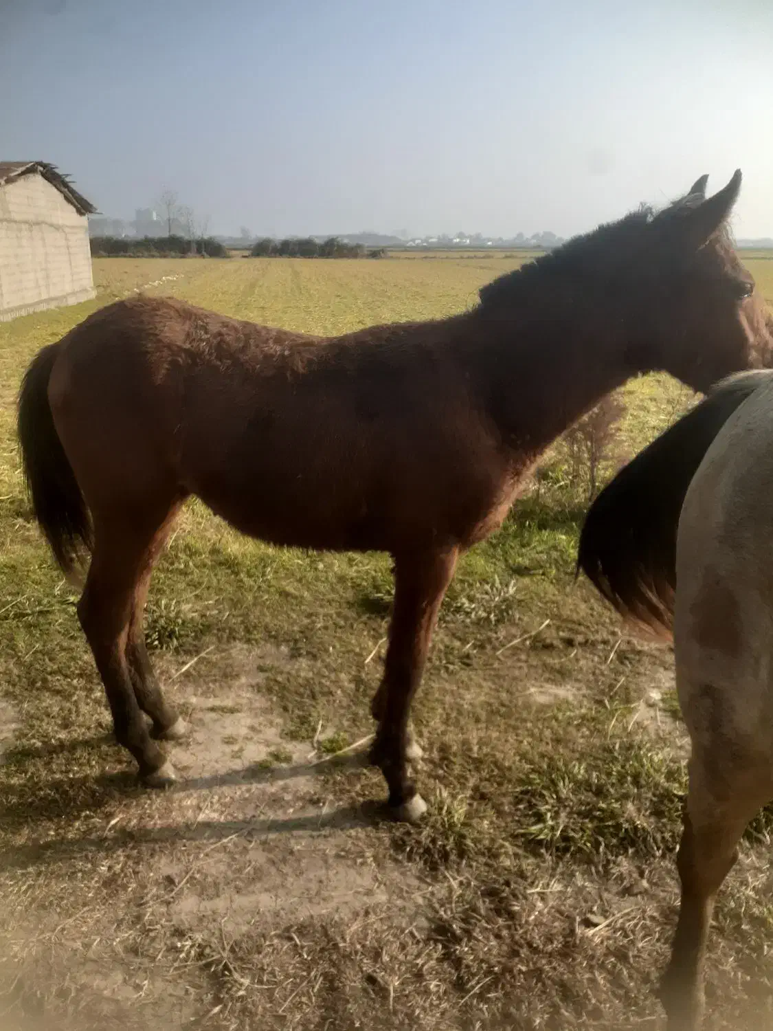 اسب ۱ساله|اسب و تجهیزات اسب‌سواری|چاف و چمخاله, |دیوار