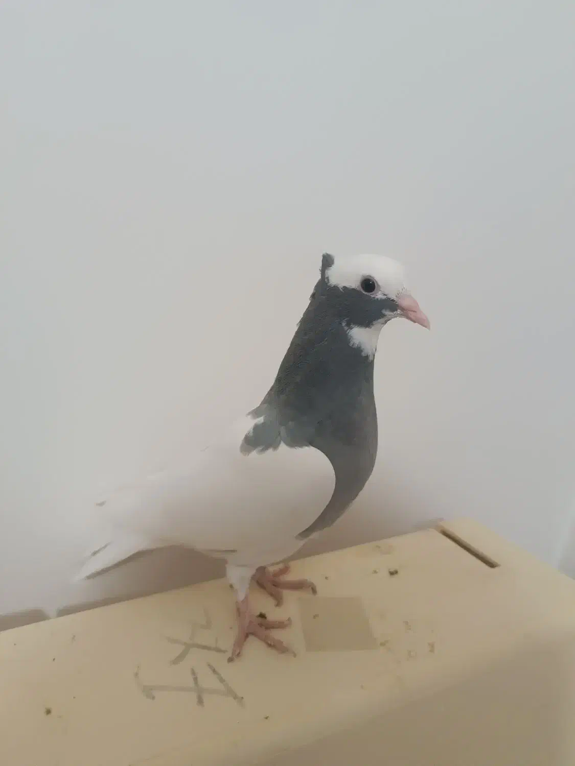 زیر خاکی   طوق سبز و سیاه بینظیر|پرنده|صدرا-فارس, فاز ۱|دیوار