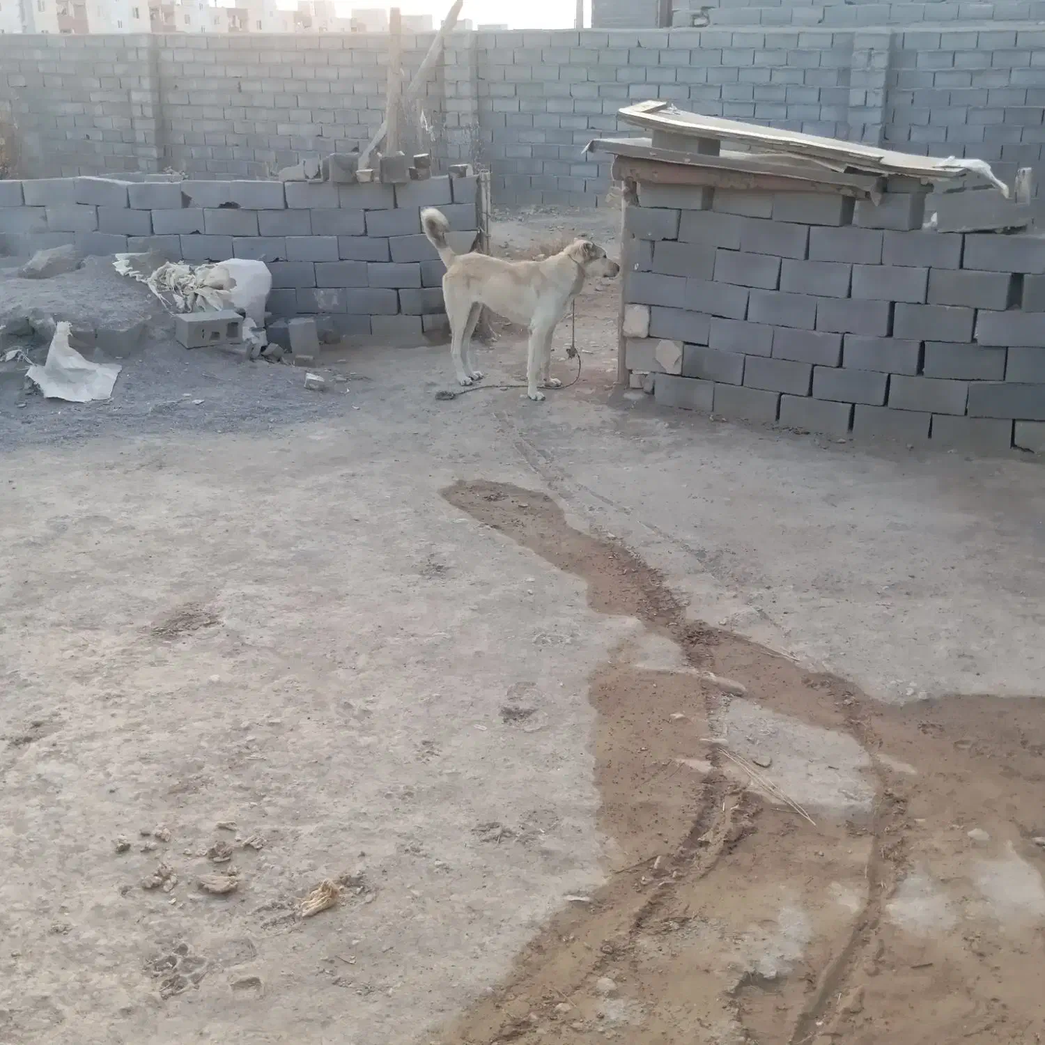 ماده طلا ۸ماه نژاد سراب  گوسفندی مرتب|سگ|شیروان (خراسان), |دیوار