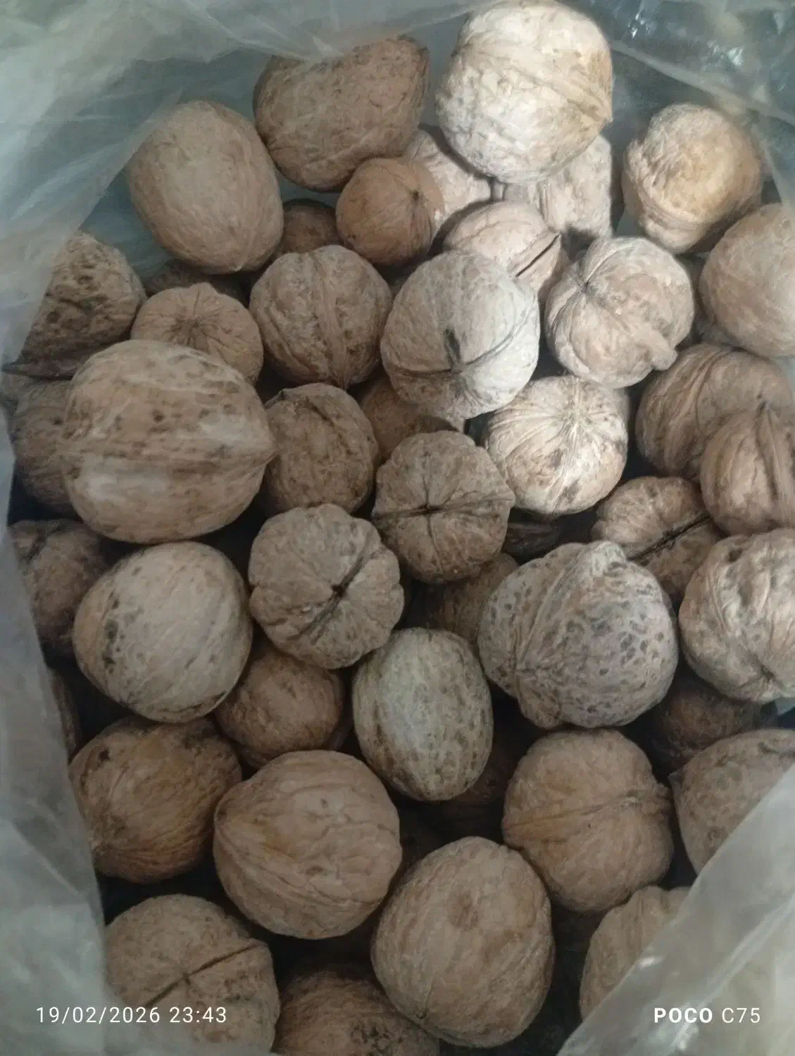 بانو|خوردنی و آشامیدنی|داراب, |دیوار