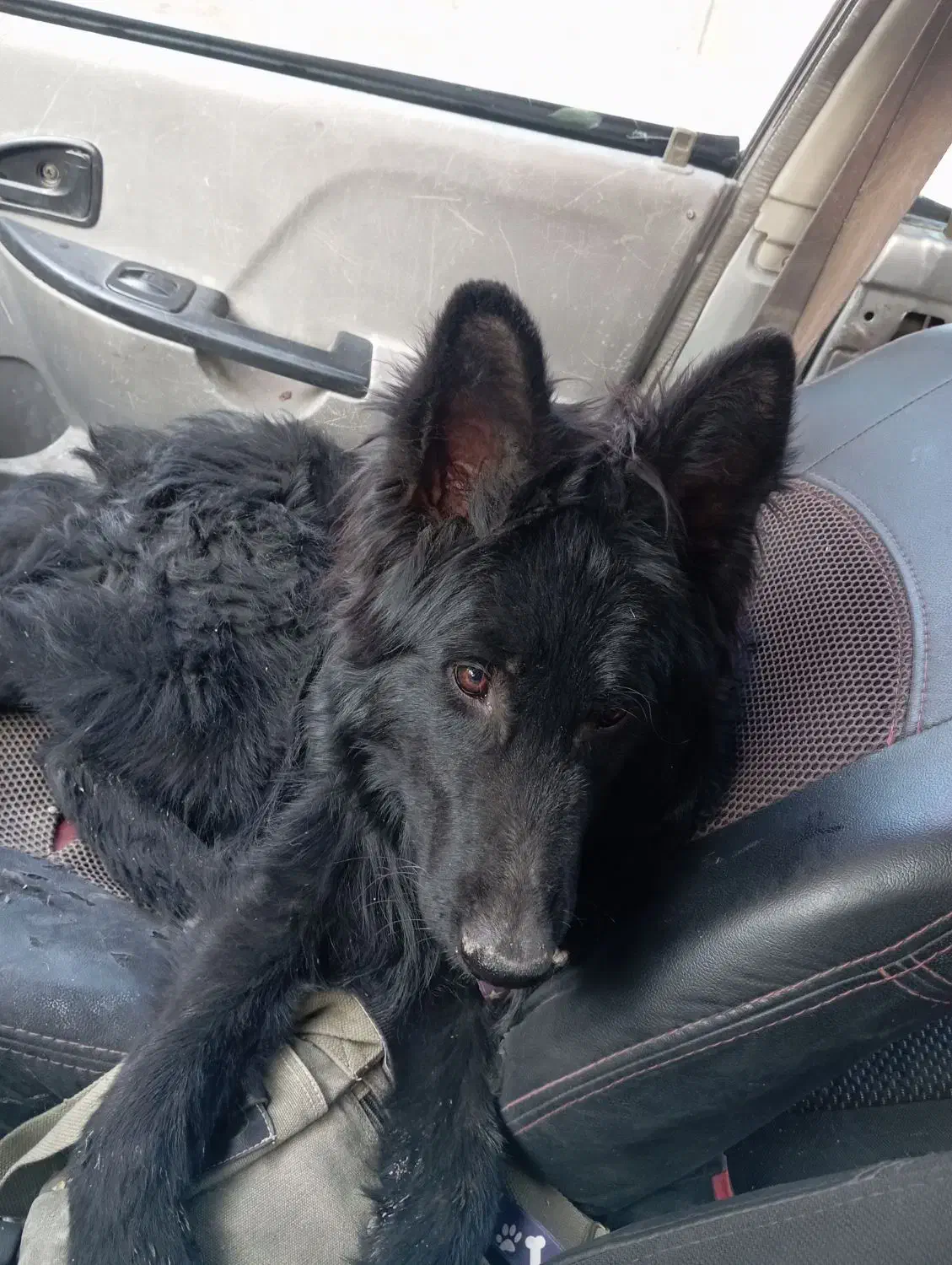 توله ژرمن بلک|سگ|ابریشم, |دیوار