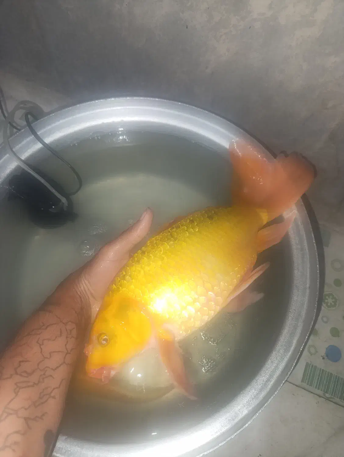 کوی باله بلند۲عدد|ماهی|خرم‌آباد, |دیوار