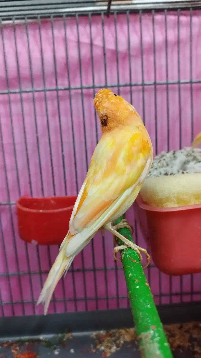 فروش یک جفت قناری لاکی نر وماده|پرنده|شیراز, شهرک پرواز|دیوار