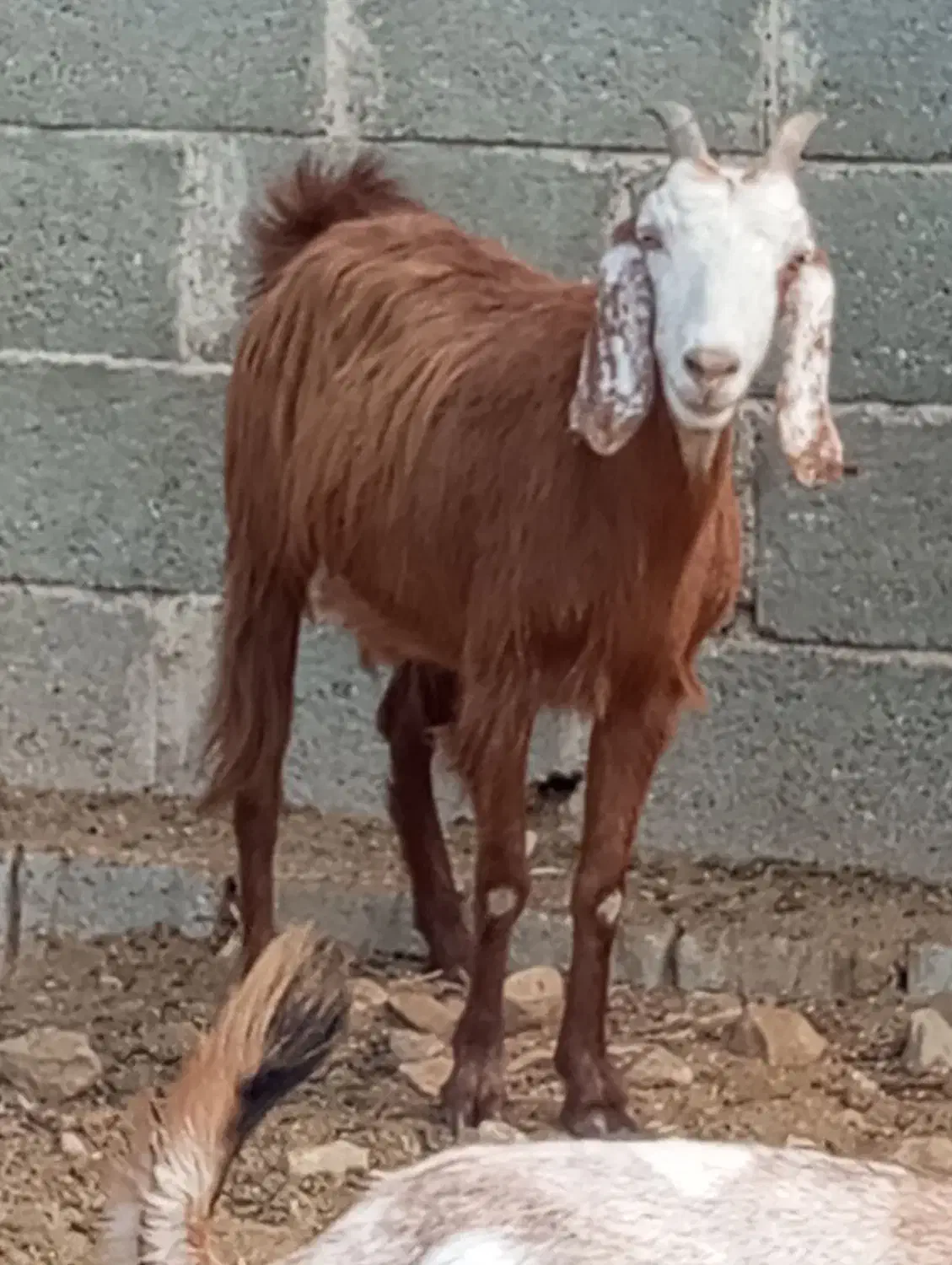 کهر ماده چاق در جم|حیوانات مزرعه|جم, |دیوار