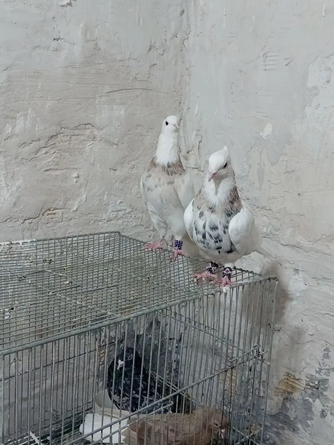 طوقی|پرنده|شهریار, شهرک امیریه|دیوار