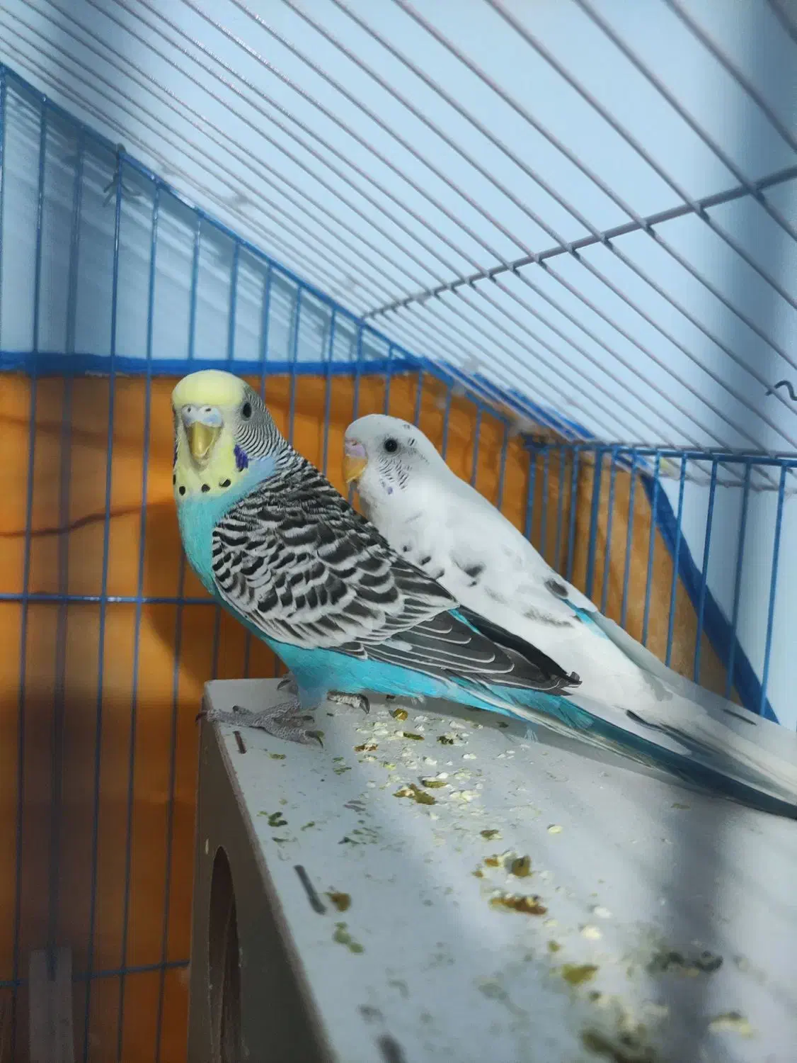 جفت مرغ عشق|پرنده|بم, |دیوار