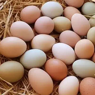تخم مرغ محلی نطفه دار|حیوانات مزرعه|مرند, |دیوار
