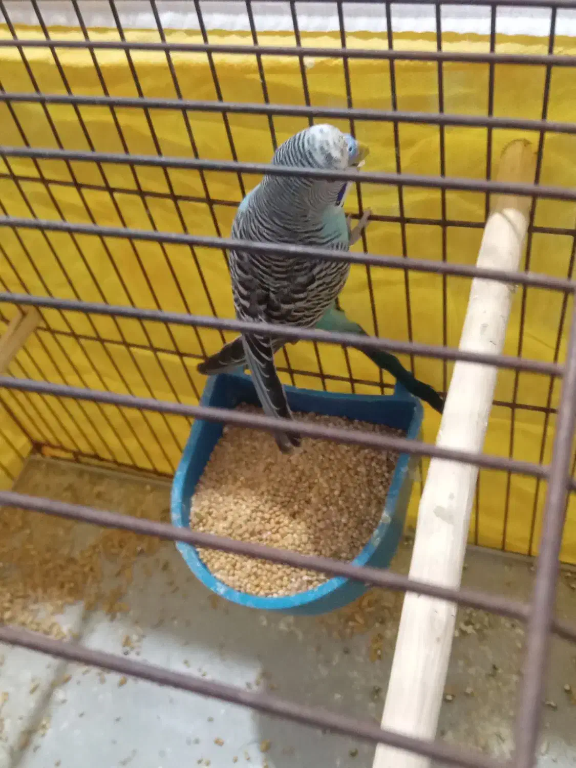 مرغ عشق معاوضه با کبوتر|پرنده|خرمشهر, |دیوار