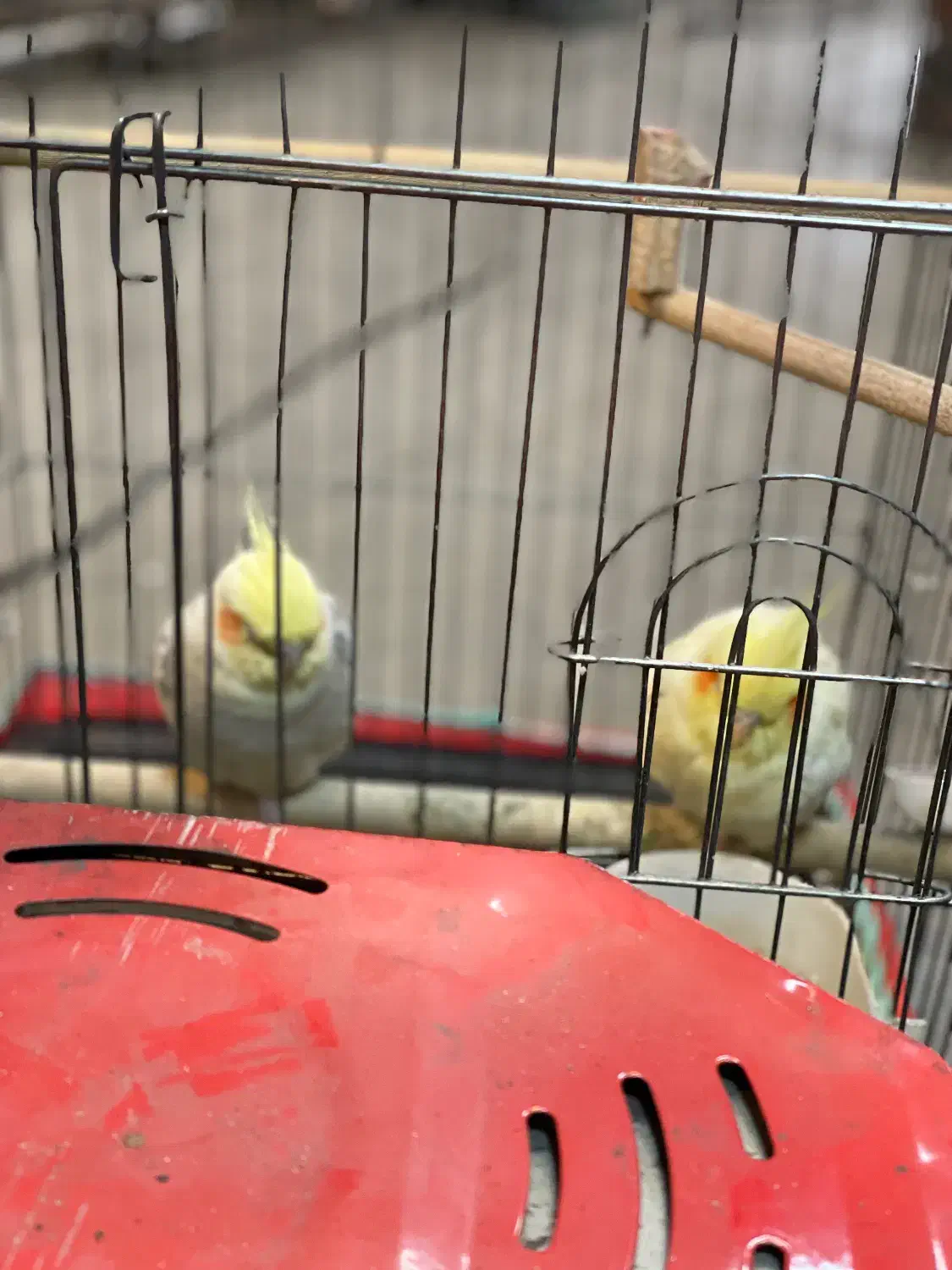 عروس هلندی|پرنده|ساری, |دیوار