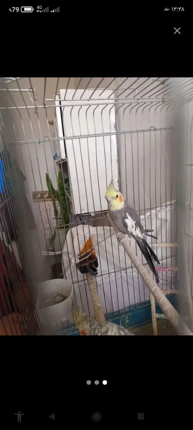 یک جفت عروس هلندی سخنگوحرف میزنه باقفس|پرنده|ابهر, |دیوار