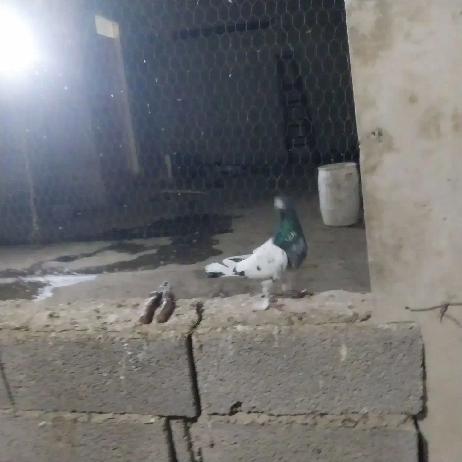 کفتر پرشی|پرنده|شهریار, شهرک وائین|دیوار