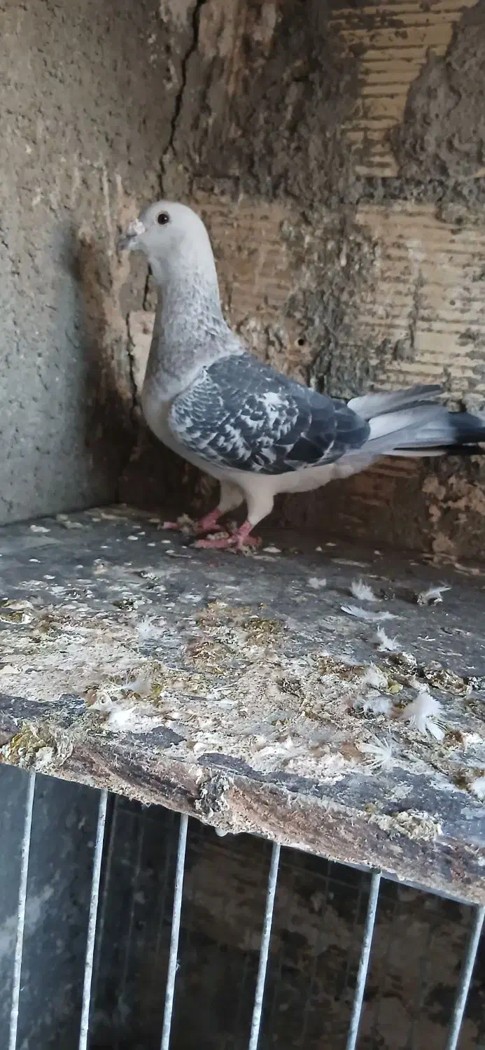 شامی نر|حیوانات|یزد, |دیوار