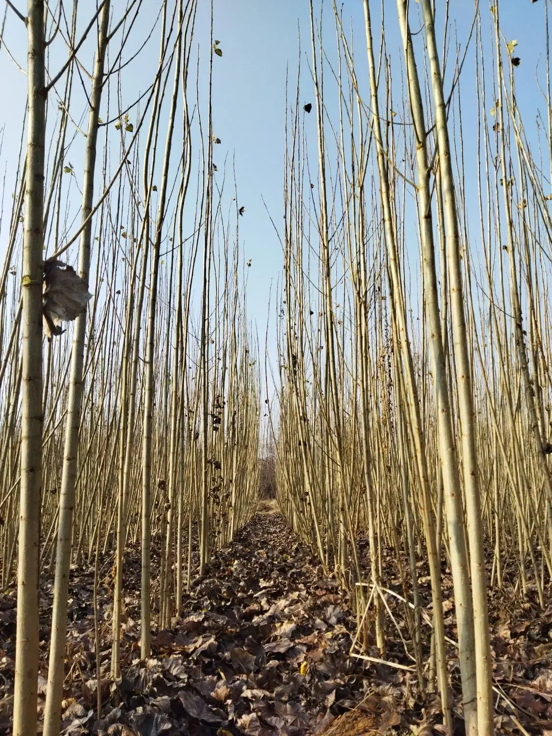 صنوبر نیگرای ترک رشد سریع و سودآور در اردبیل|خدمات باغبانی و درختکاری|نمین, |دیوار