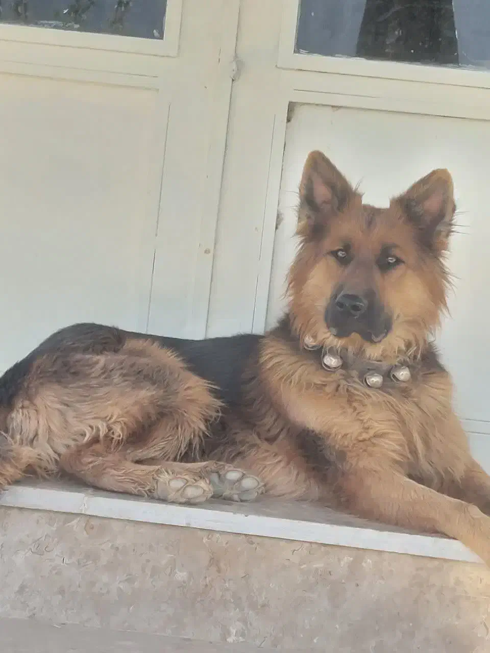 سگ ژرمن|سگ|خوانسار, |دیوار