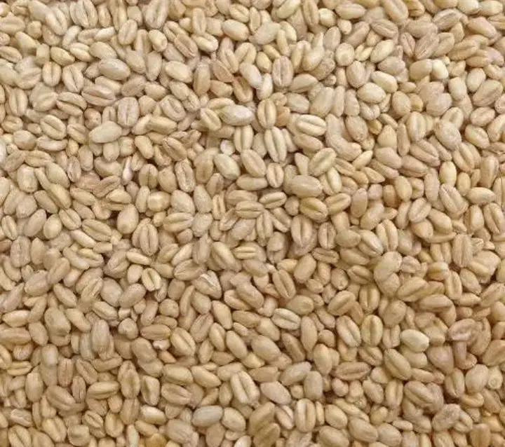 گندم بذر اصلاح شده|عمدهفروشی|قصابه, |دیوار