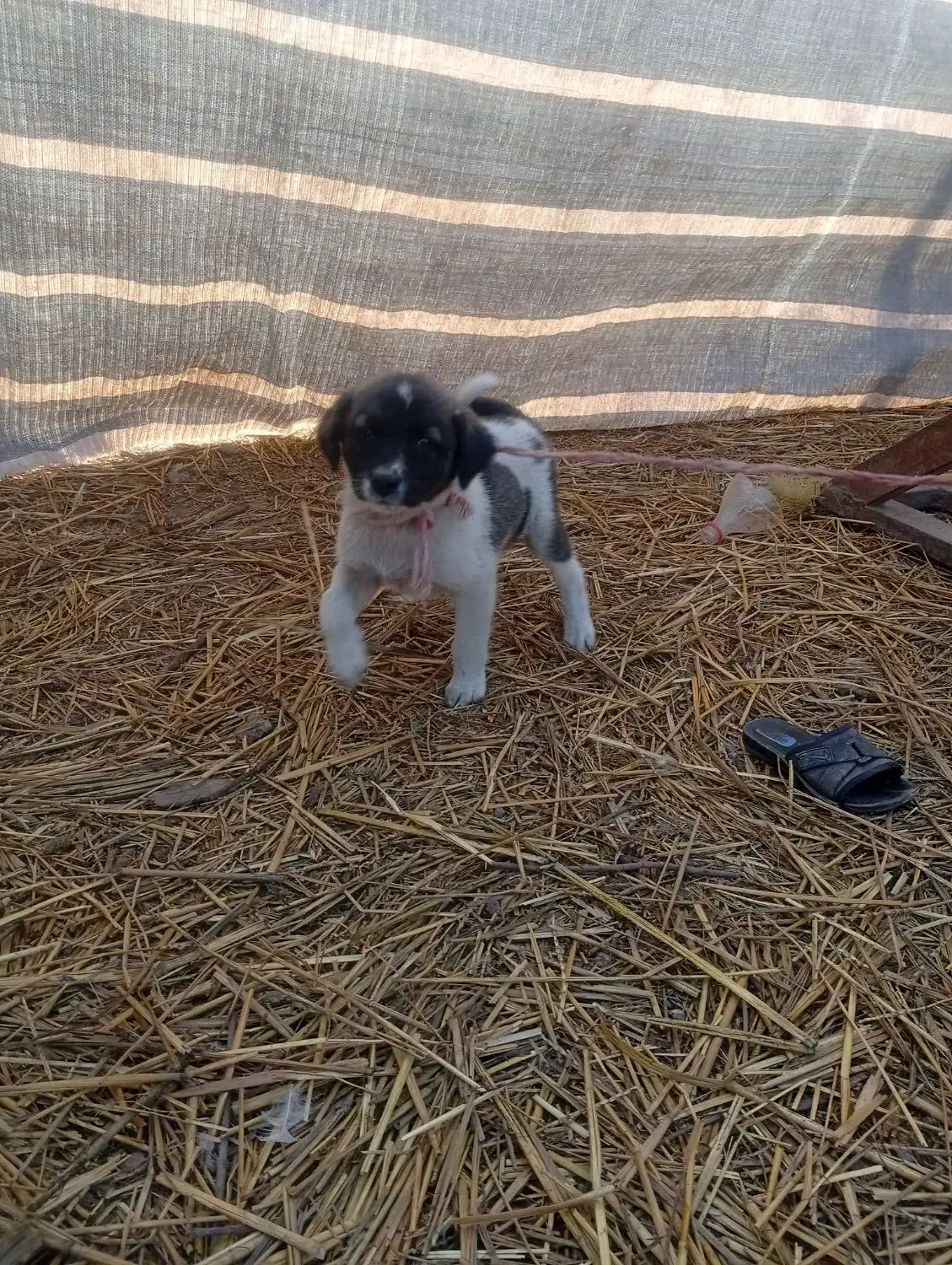 توله افغان|سگ|خان ببین, |دیوار