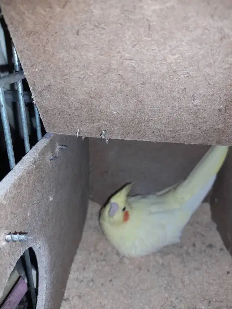 عروس هلندی فروشی|پرنده|مینودشت, |دیوار