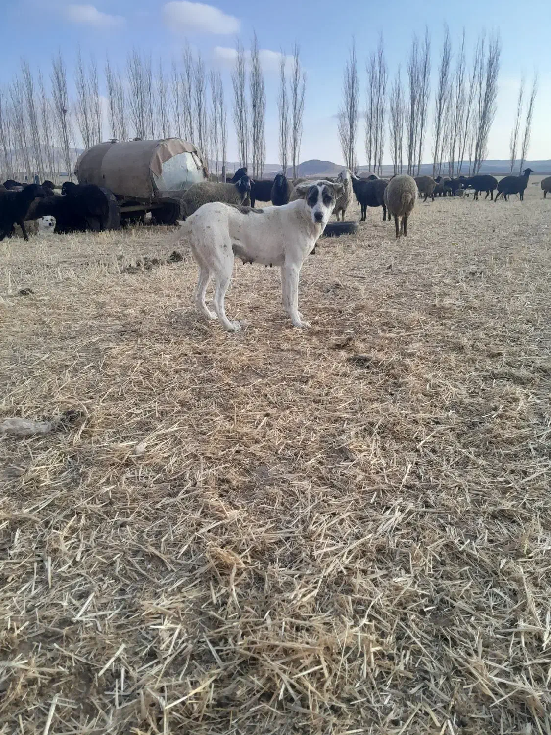 ماده خرسانی|سگ|شاهنجرین, |دیوار