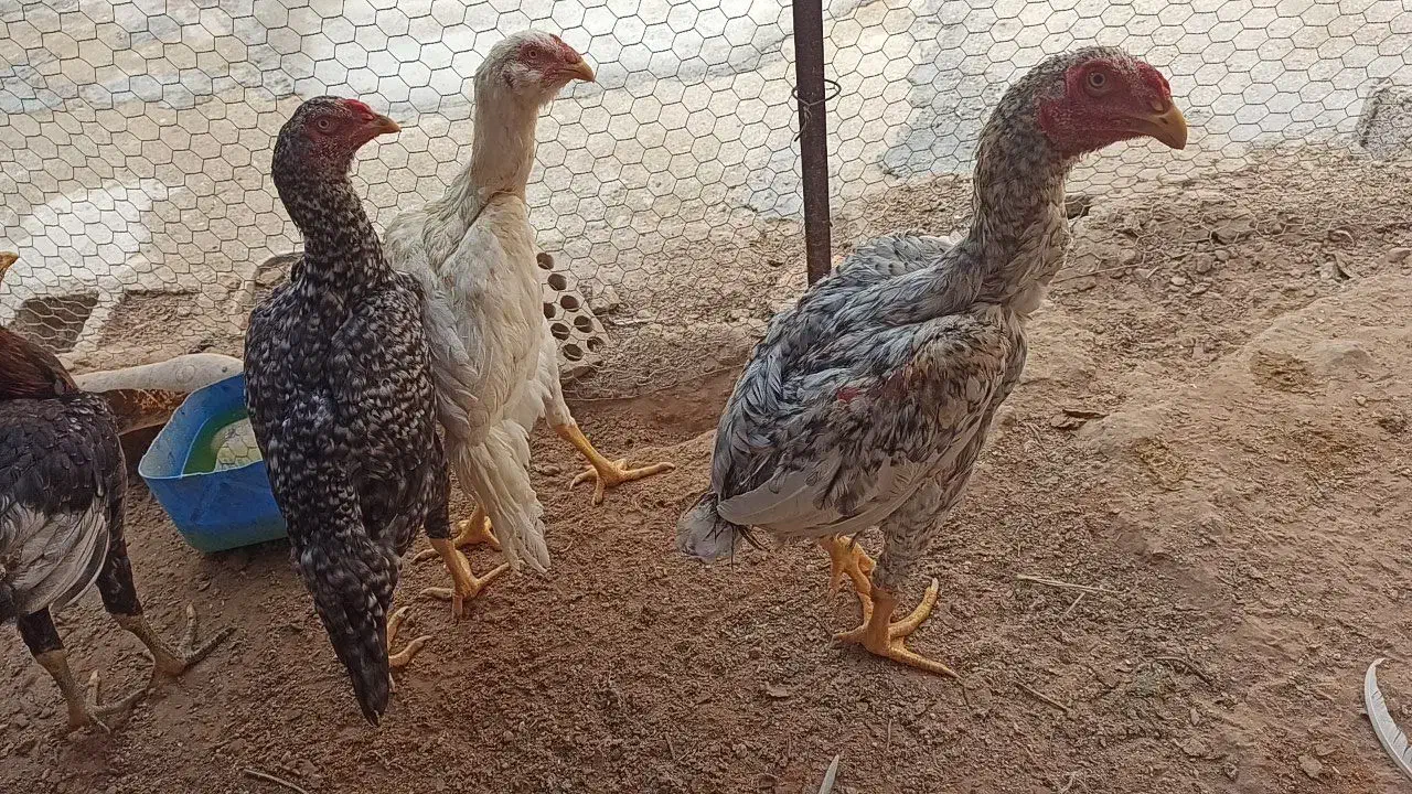 فروش خروس لاری|حیوانات مزرعه|برازجان, |دیوار