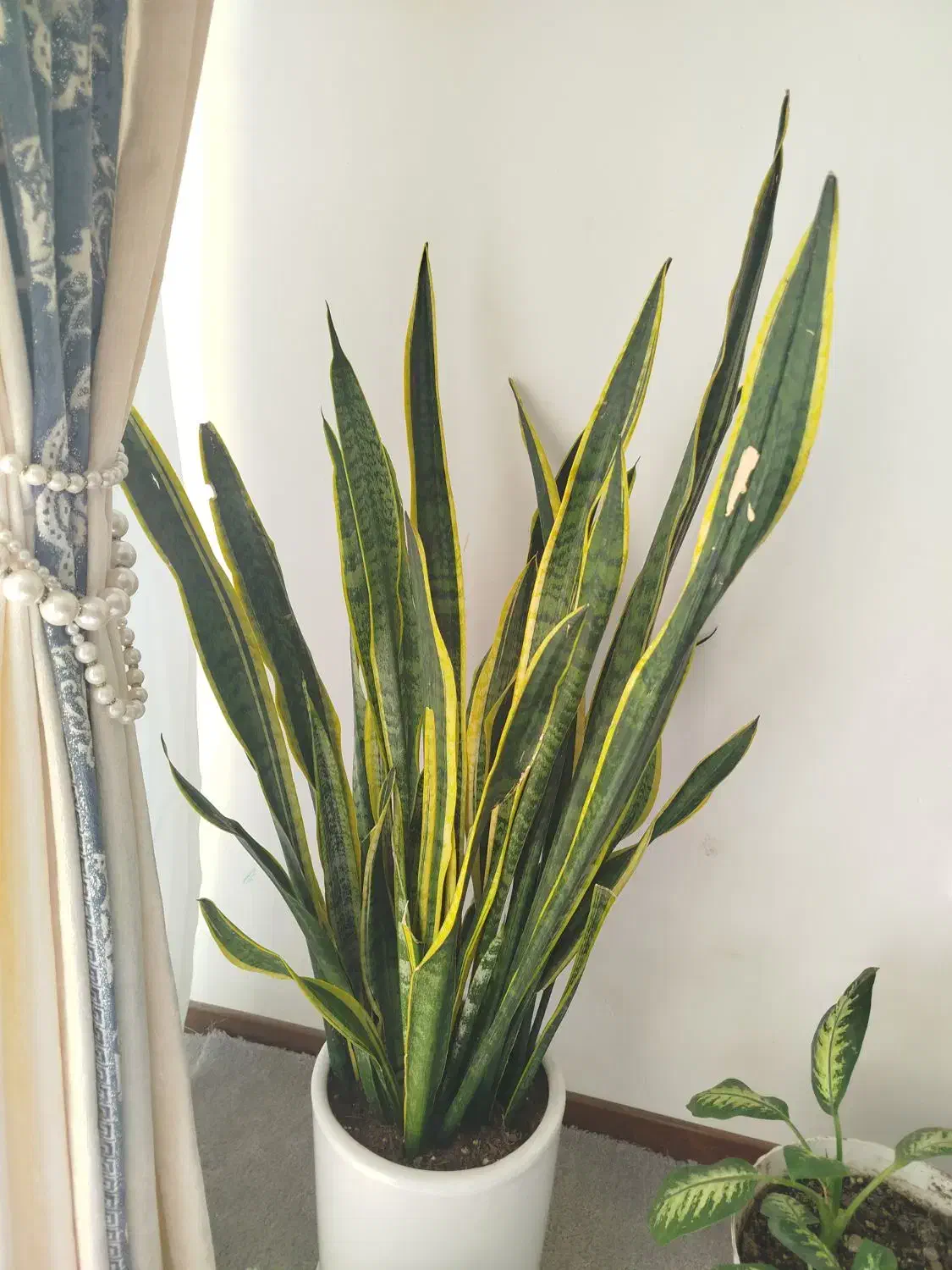 سانسوریا|گل و گیاه طبیعی|اصفهان, اصفهانک|دیوار