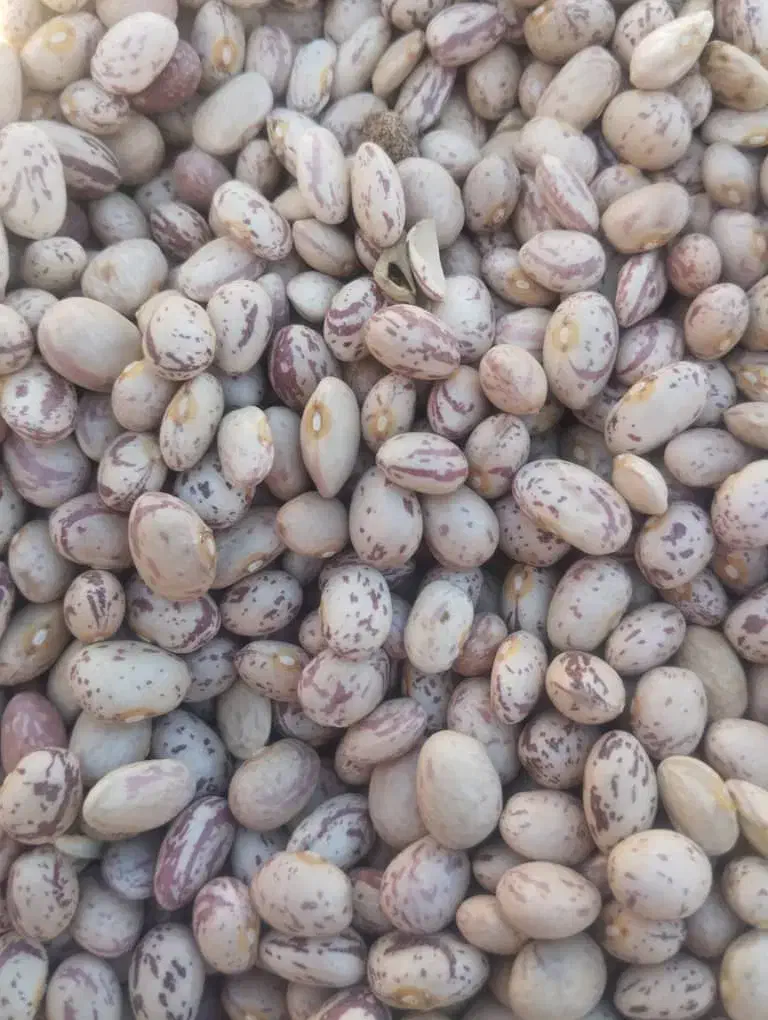 لوبیا درجه یک|خوردنی و آشامیدنی|اردل, |دیوار