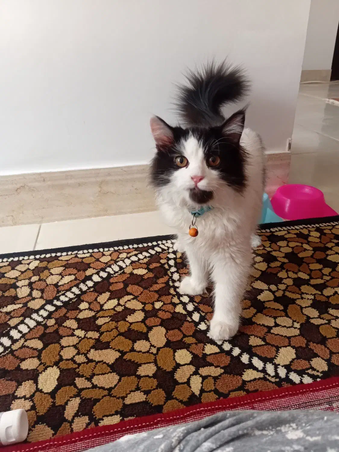 گربه|گربه|میاندوآب, |دیوار