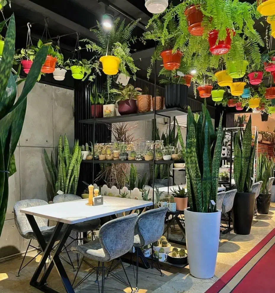 به قیمت تولیدی وشرایطی|گل و گیاه طبیعی|یزد, |دیوار