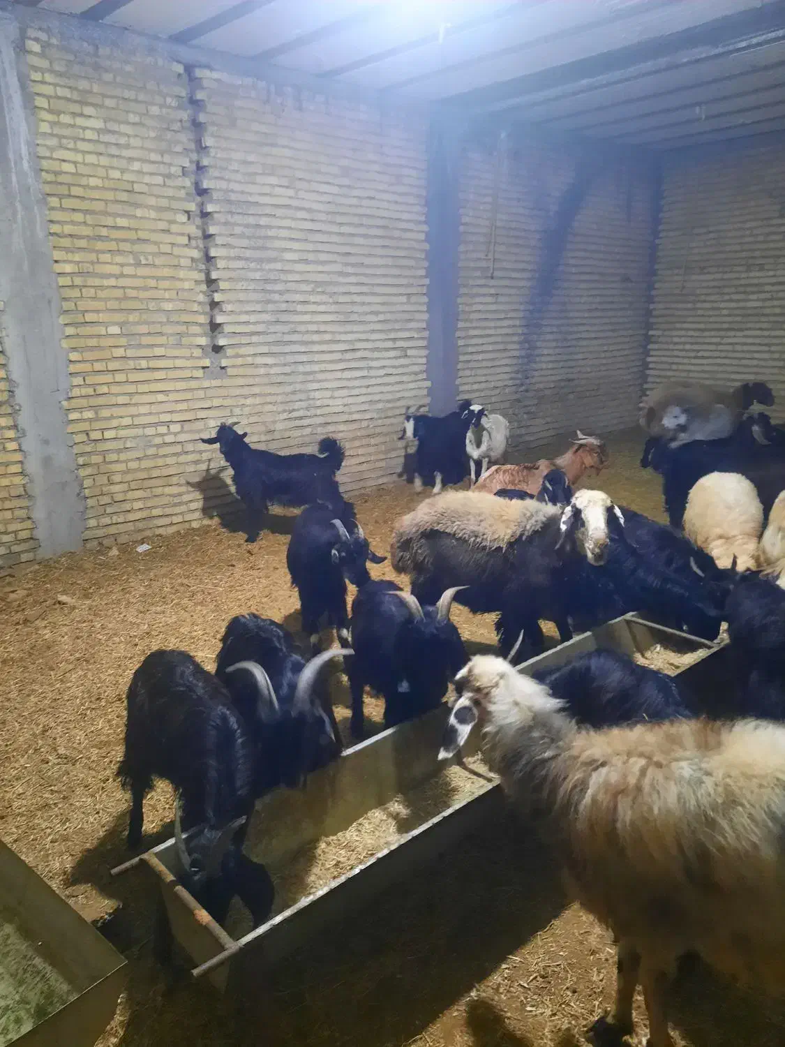 ۳۰عدد کهره نره پلوار|حیوانات مزرعه|بندر گناوه, |دیوار