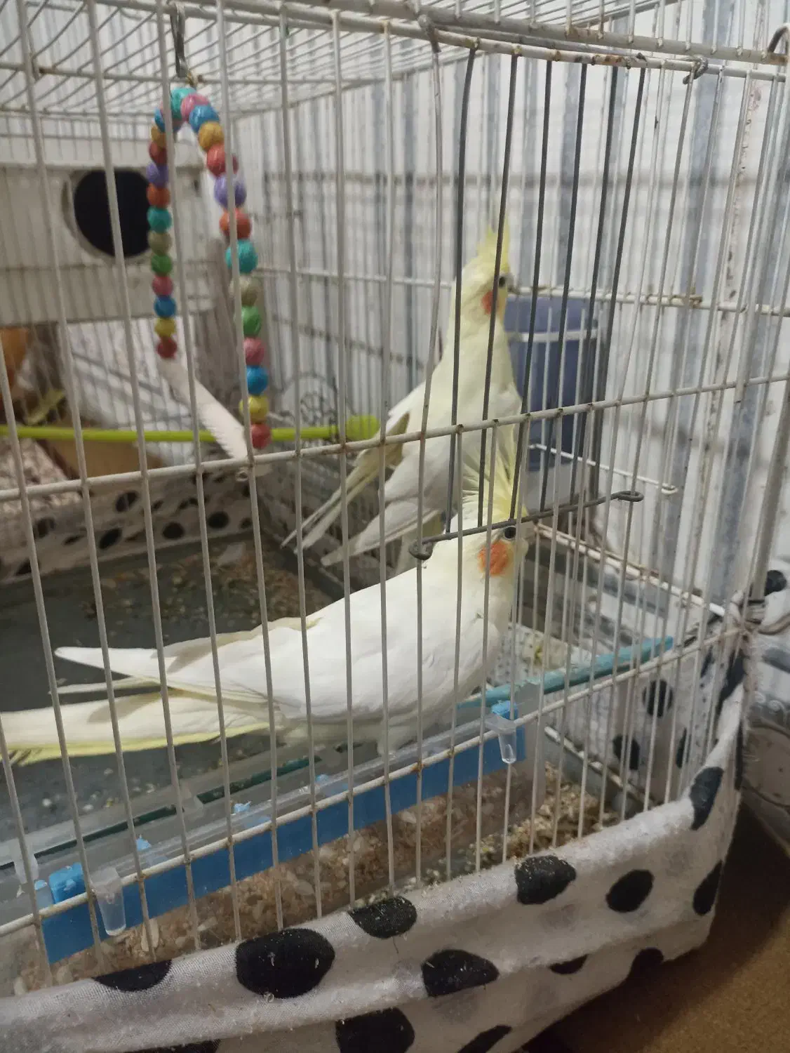 جفت عروس هلندی نرو ماده|پرنده|تربت جام, میان جام|دیوار