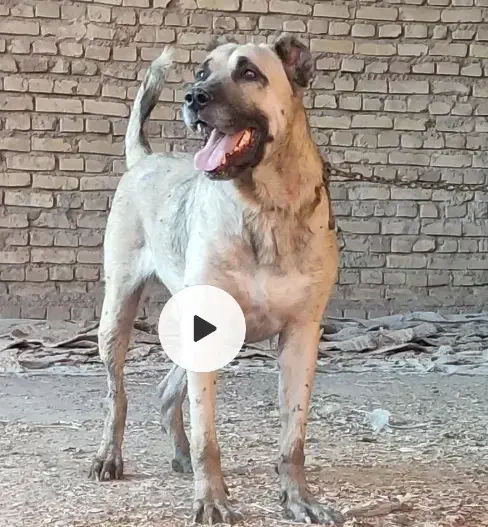 نر سراب گله ایماده افغـ ان|سگ|بافق, |دیوار